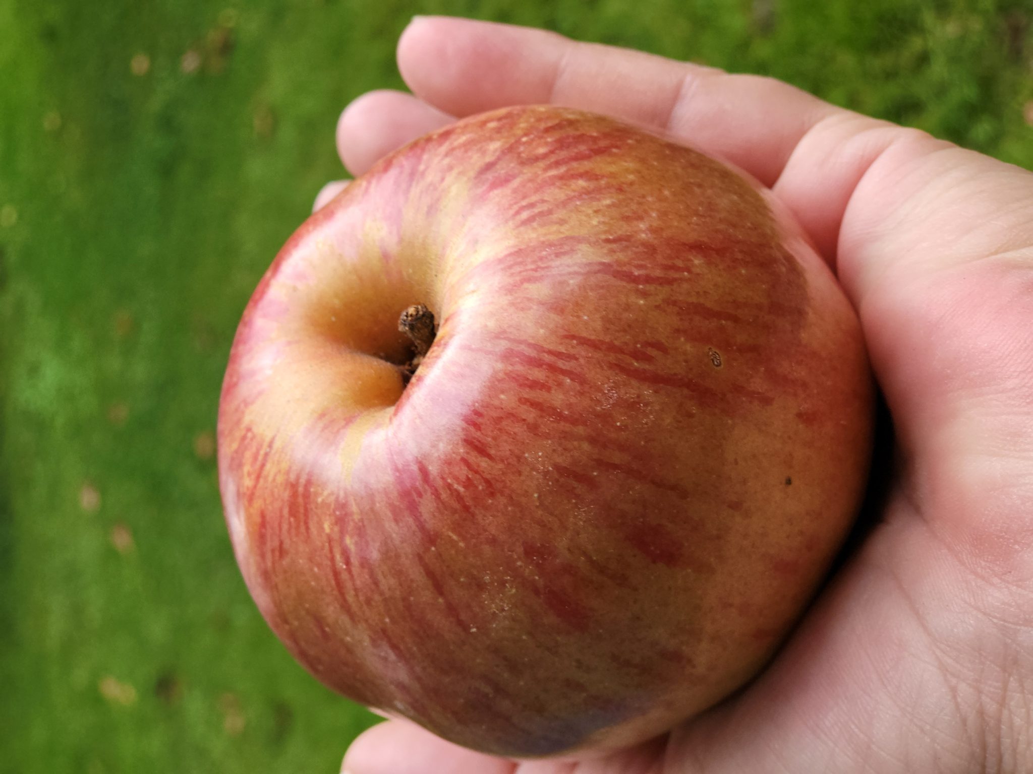 Vabljeni na kulinarično jabolčno razvajanje